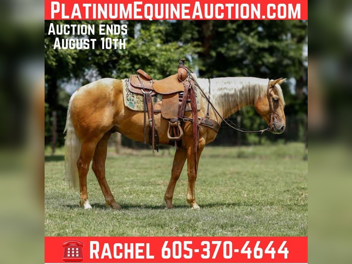 Caballo cuarto de milla Caballo castrado 5 años 150 cm Palomino in Rusk, TX