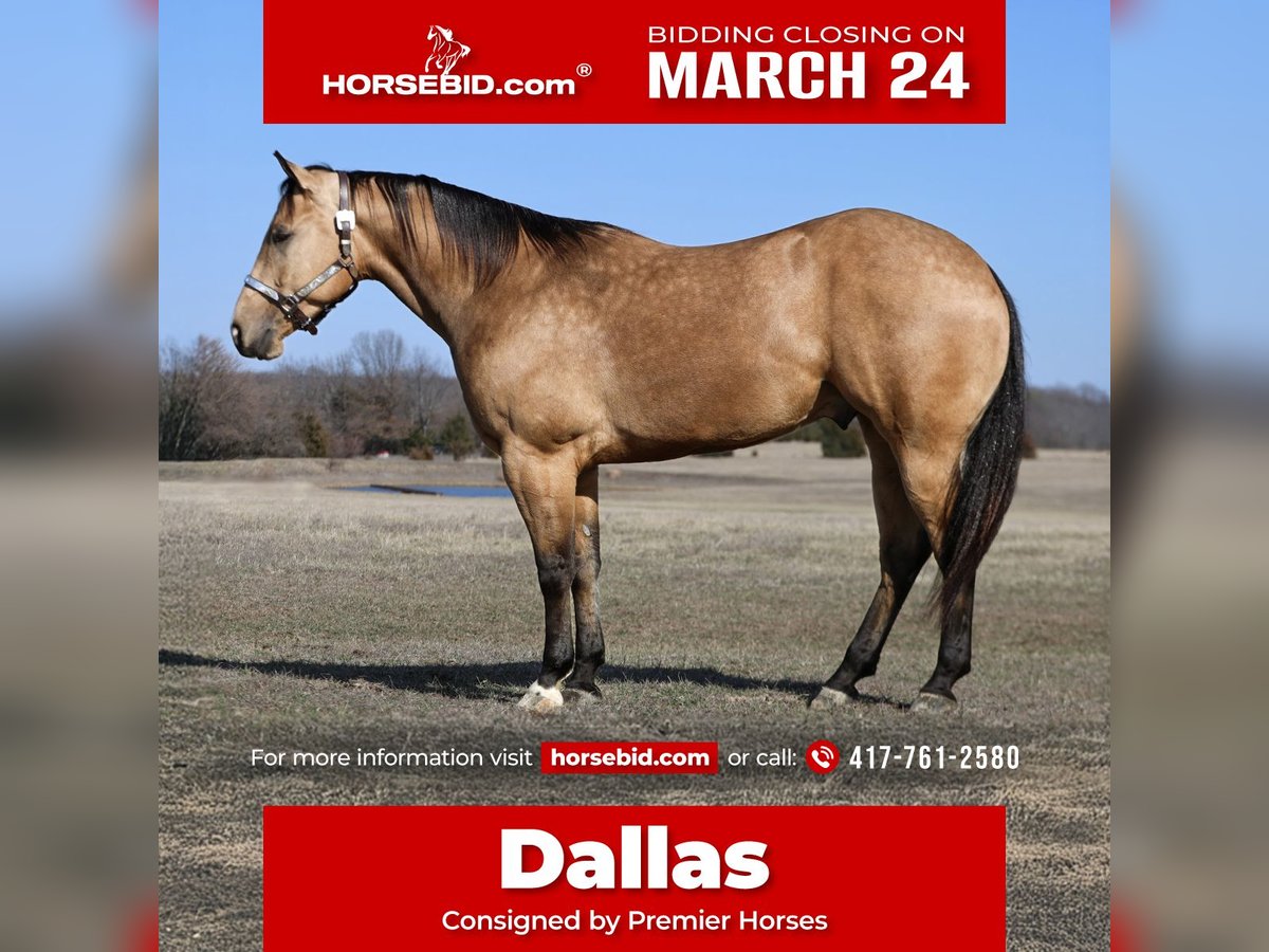 Caballo cuarto de milla Caballo castrado 5 años 152 cm Buckskin/Bayo in Buffalo, MO
