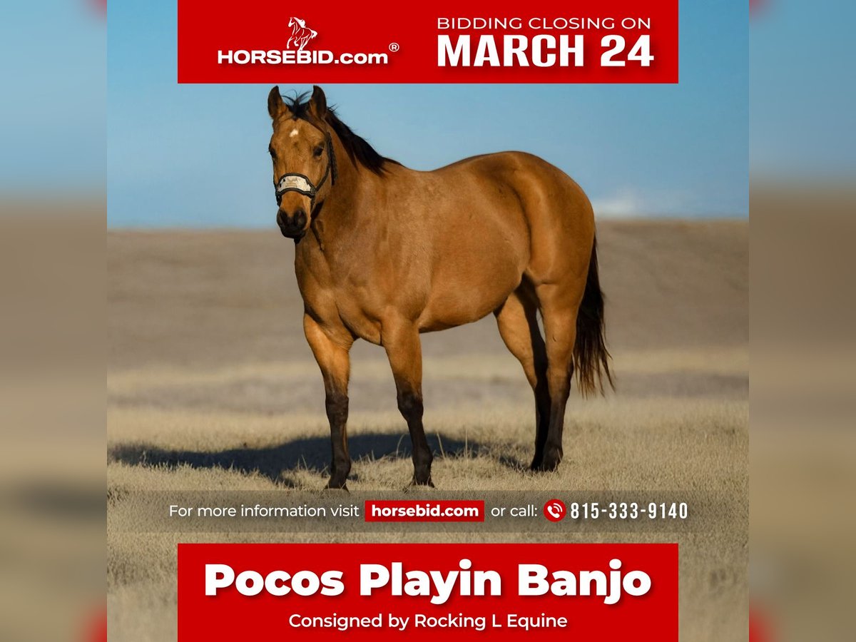 Caballo cuarto de milla Caballo castrado 5 años 152 cm Buckskin/Bayo in Joy, IL