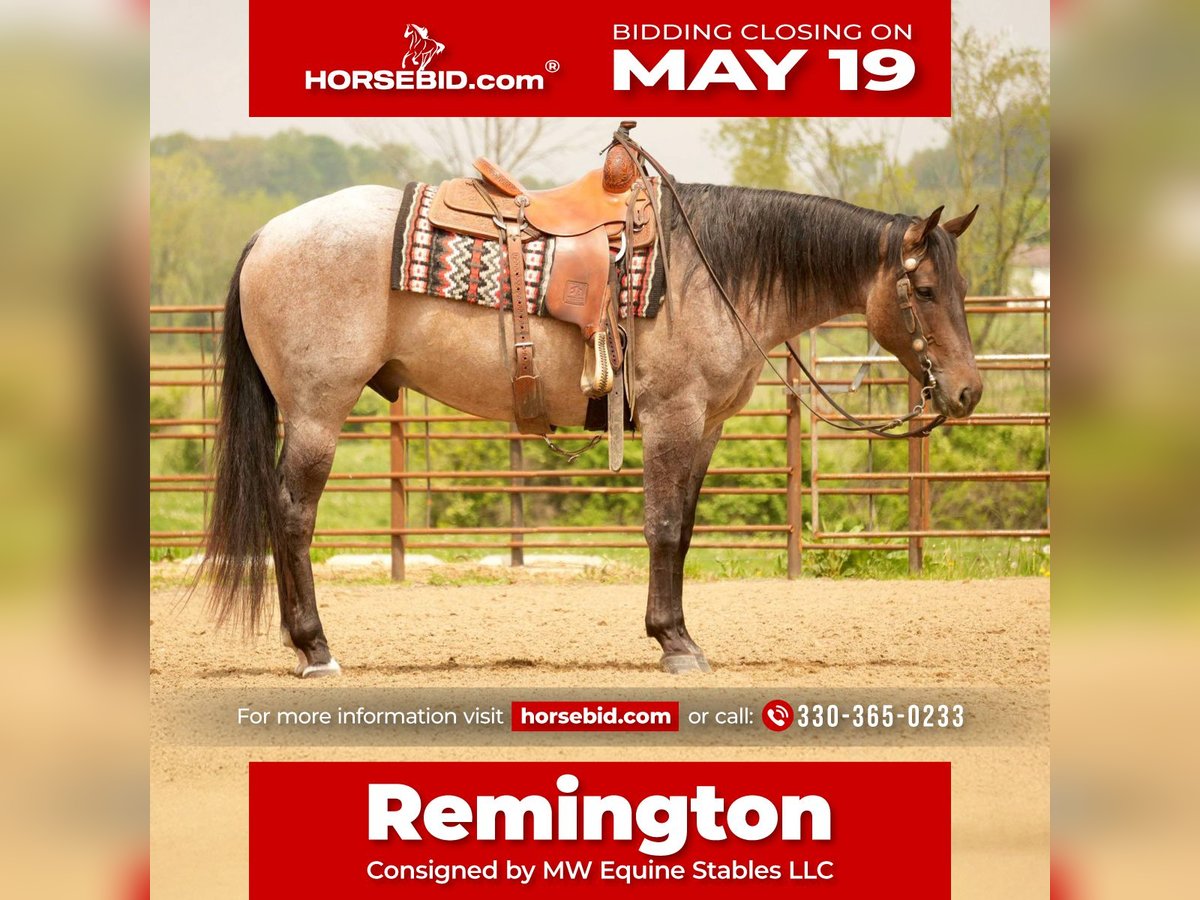 Caballo cuarto de milla Caballo castrado 5 años 152 cm Castaño-ruano in Fresno, OH