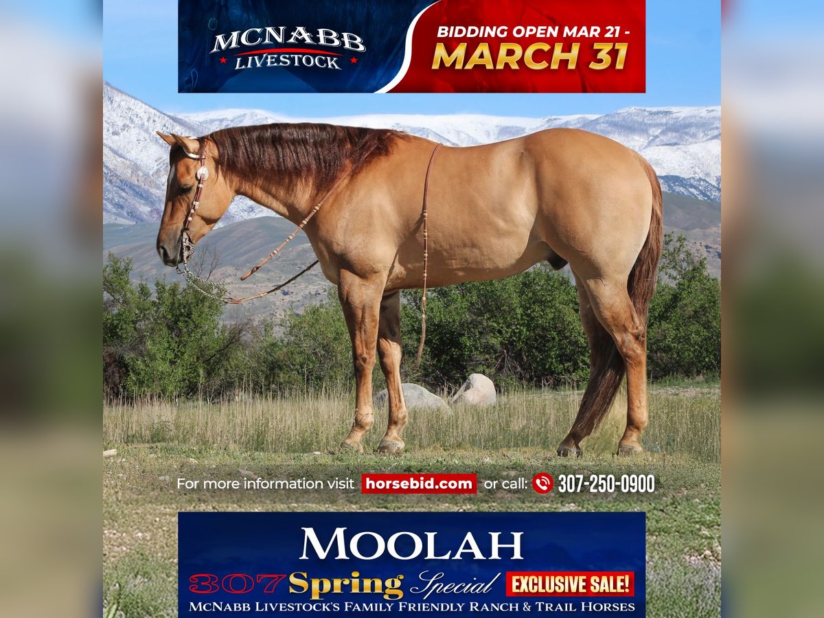 Caballo cuarto de milla Caballo castrado 5 años 152 cm Red Dun/Cervuno in Cody, WY