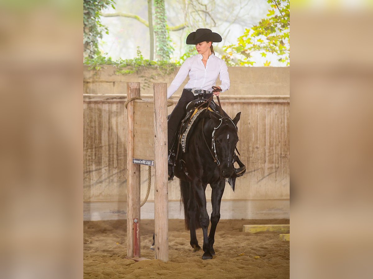 Caballo cuarto de milla Caballo castrado 5 años 155 cm Negro in Groß-Enzersdorf