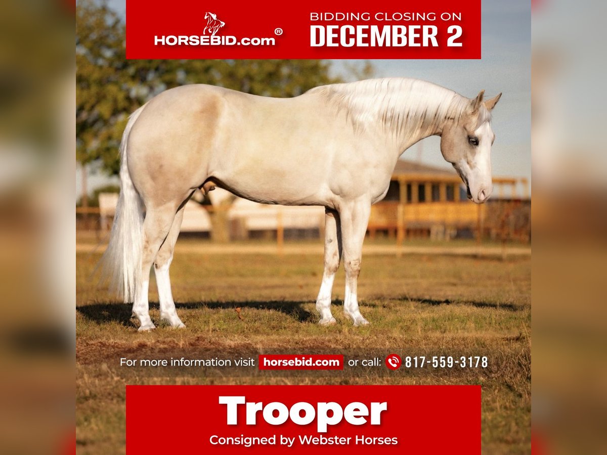 Caballo cuarto de milla Caballo castrado 5 años 155 cm Palomino in Ponder, TX