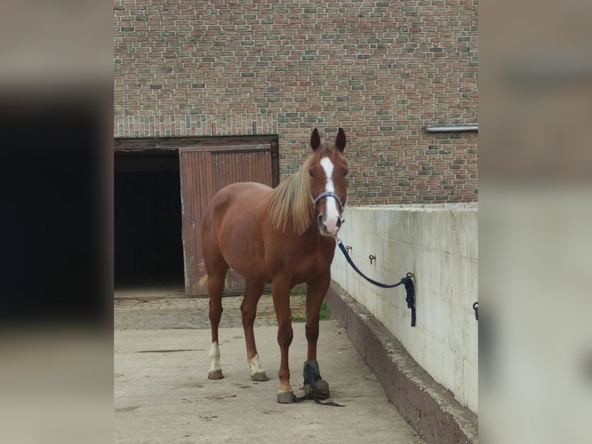 Caballo cuarto de milla Caballo castrado 5 años 160 cm Alazán in Dormagen