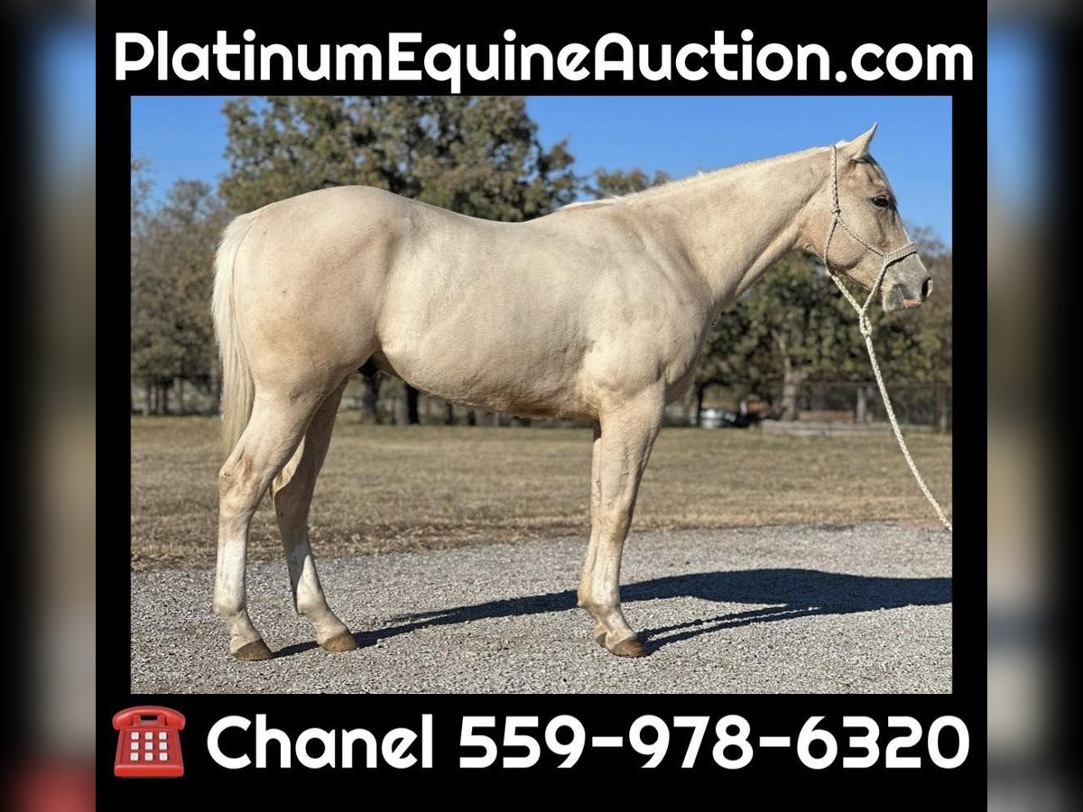 Caballo cuarto de milla Caballo castrado 5 años Palomino in Jacksboro TX