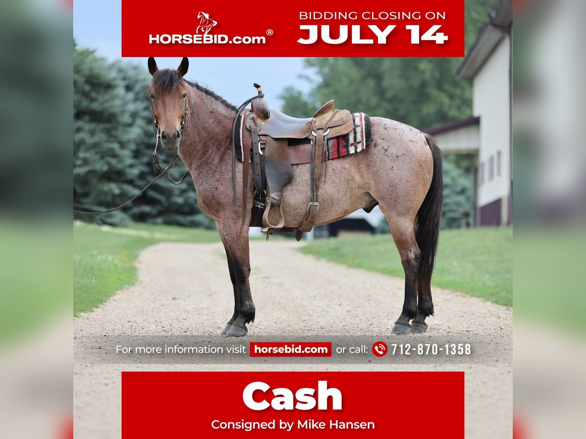 Caballo cuarto de milla Caballo castrado 6 años 137 cm Castaño-ruano in Kingsley, IA