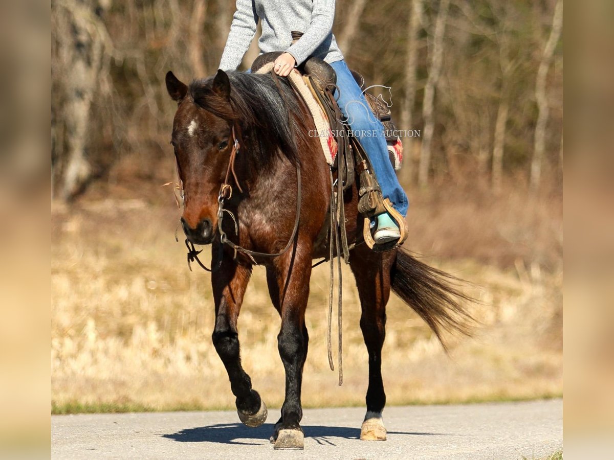 Caballo cuarto de milla Caballo castrado 6 años 142 cm in SOMERSET, KY