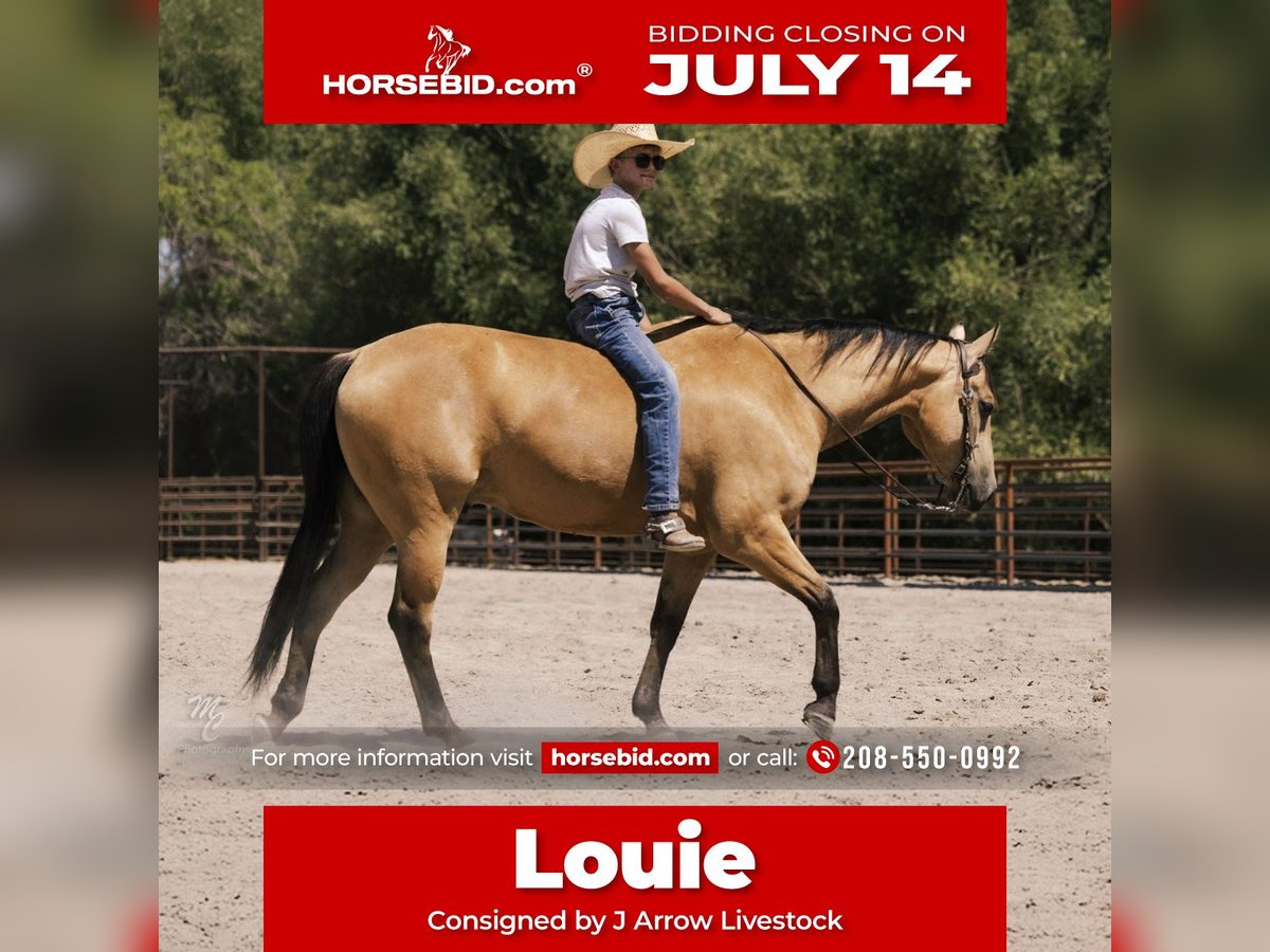 Caballo cuarto de milla Caballo castrado 6 años 147 cm Buckskin/Bayo in Caldwell, ID