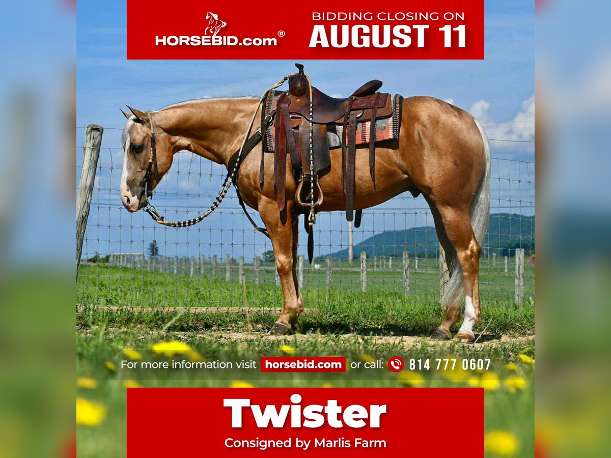 Caballo cuarto de milla Caballo castrado 6 años 150 cm Palomino in Rebersburg, PA
