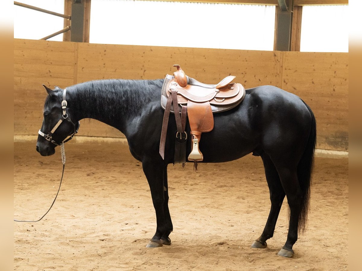 Caballo cuarto de milla Caballo castrado 6 años 156 cm Negro in Wasserlosen