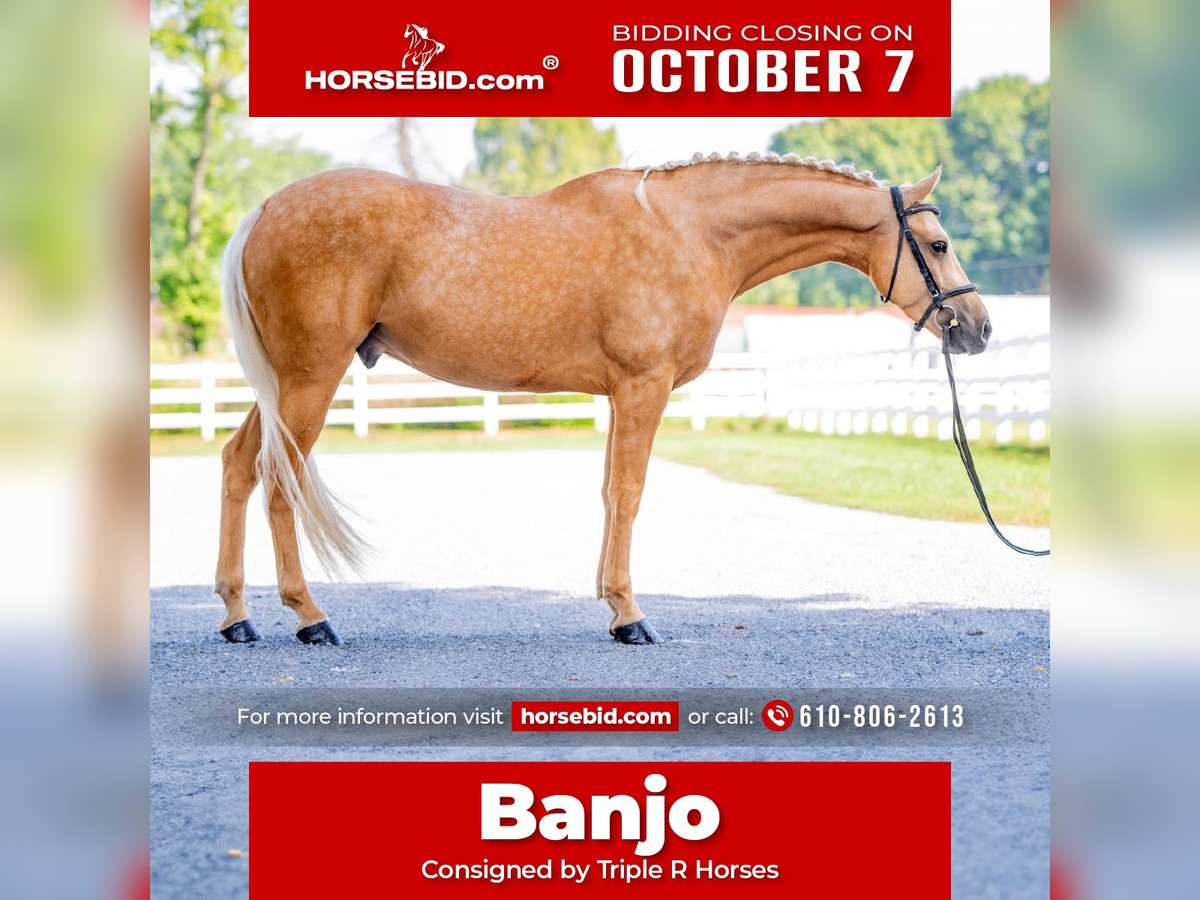 Caballo cuarto de milla Caballo castrado 6 años 157 cm Palomino in Narvon, PA