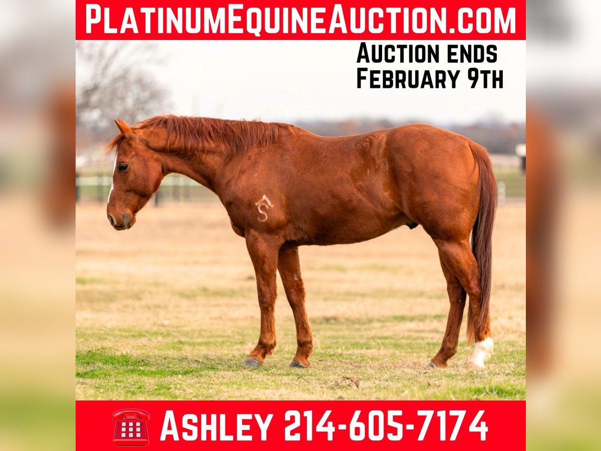 Caballo cuarto de milla Caballo castrado 6 años Alazán-tostado in Weatherford TX