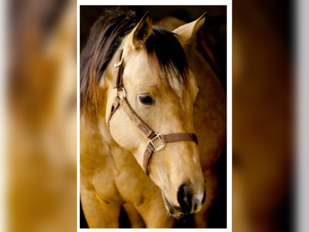 Caballo cuarto de milla Caballo castrado 7 años 145 cm Buckskin/Bayo in Mistelbach