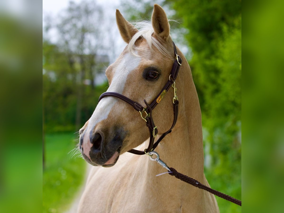 Caballo cuarto de milla Caballo castrado 7 años 147 cm Palomino in Nersingen