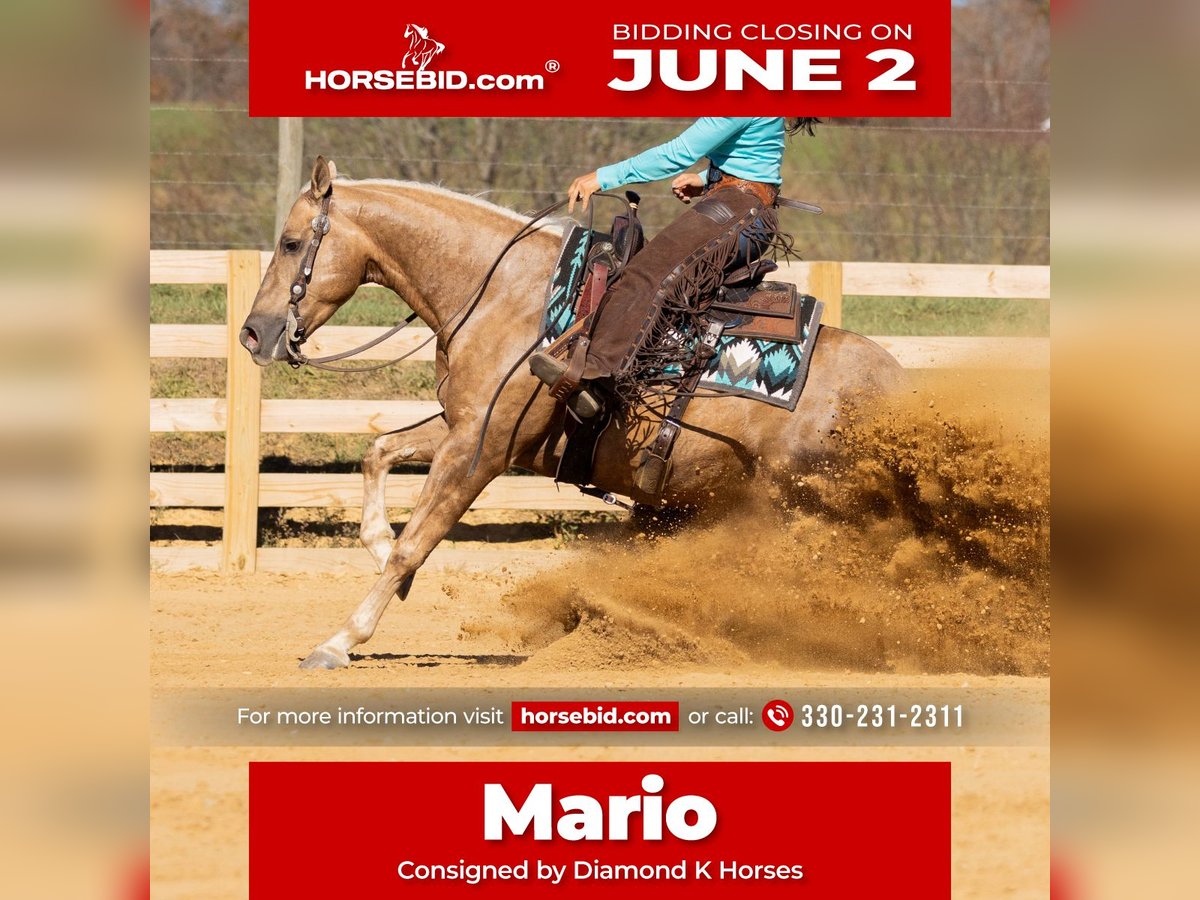 Caballo cuarto de milla Caballo castrado 7 años 150 cm Palomino in Jackson, OH