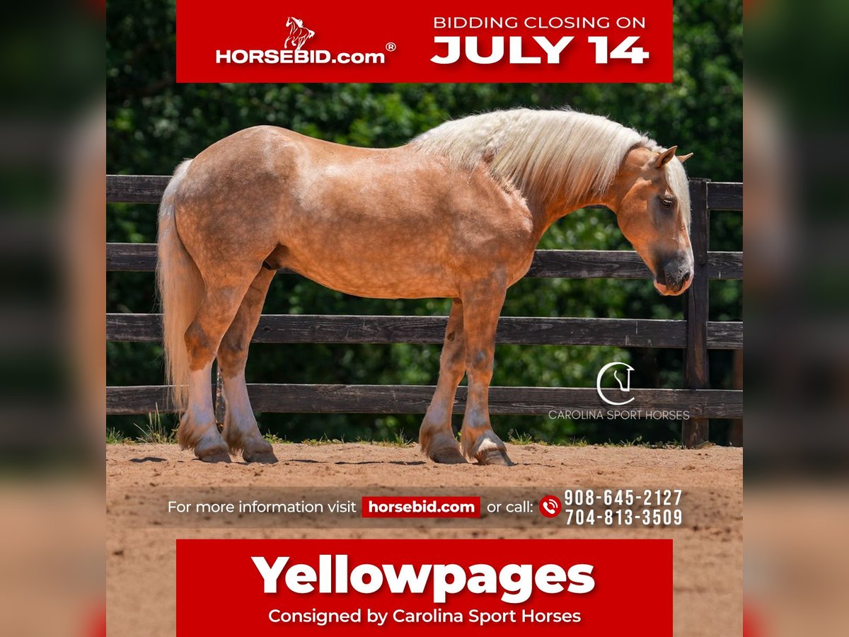 Caballo cuarto de milla Mestizo Caballo castrado 7 años 155 cm Palomino in Clover, SC