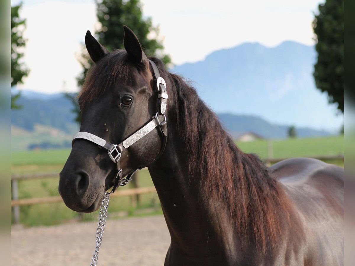 Caballo cuarto de milla Caballo castrado 7 años 157 cm Negro in Steffisburg