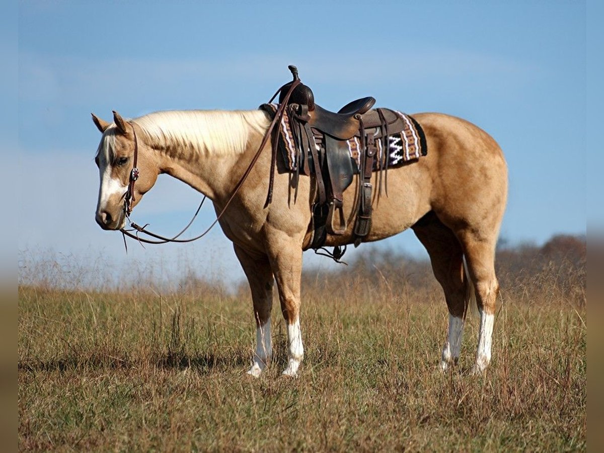 Caballo cuarto de milla Caballo castrado 7 años 157 cm Palomino in Brodhead Ky