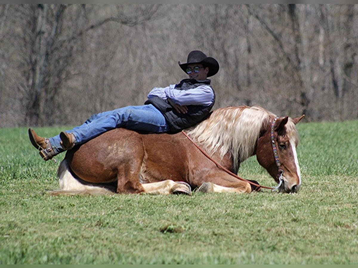 Caballo cuarto de milla Caballo castrado 7 años Ruano alazán in Mount Vernon KY