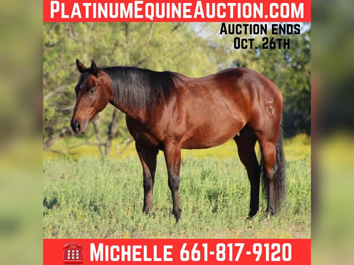 Caballo cuarto de milla Caballo castrado 8 años 147 cm Castaño rojizo in Stephenville TX