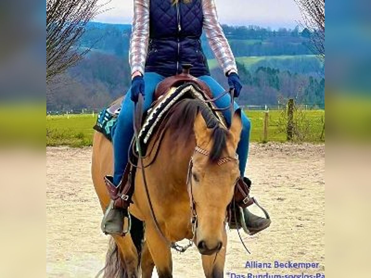 Caballo cuarto de milla Caballo castrado 8 años Buckskin/Bayo in Neunkirchen-Seelscheid