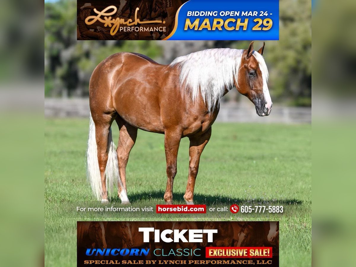 Caballo cuarto de milla Caballo castrado 8 años Palomino in Sumterville, FL