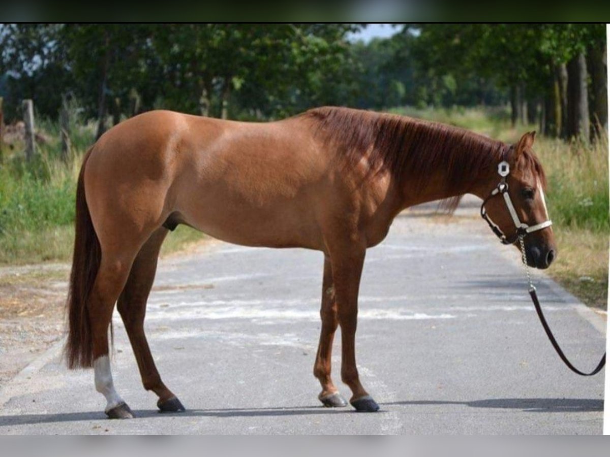 Caballo cuarto de milla Caballo castrado 9 años 150 cm Red Dun/Cervuno in St&#xF6;ckse