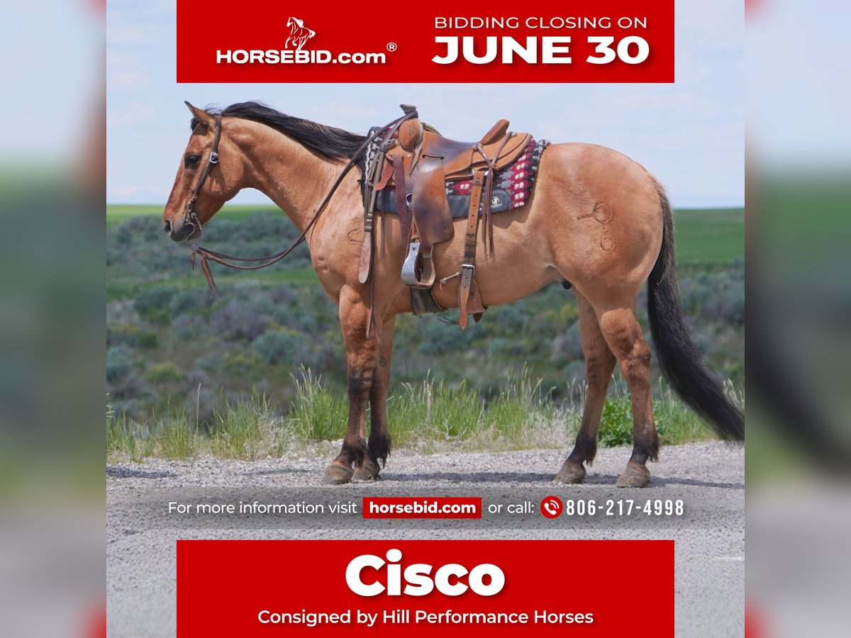 Caballo cuarto de milla Caballo castrado 9 años 152 cm Bayo in Rexburg, ID