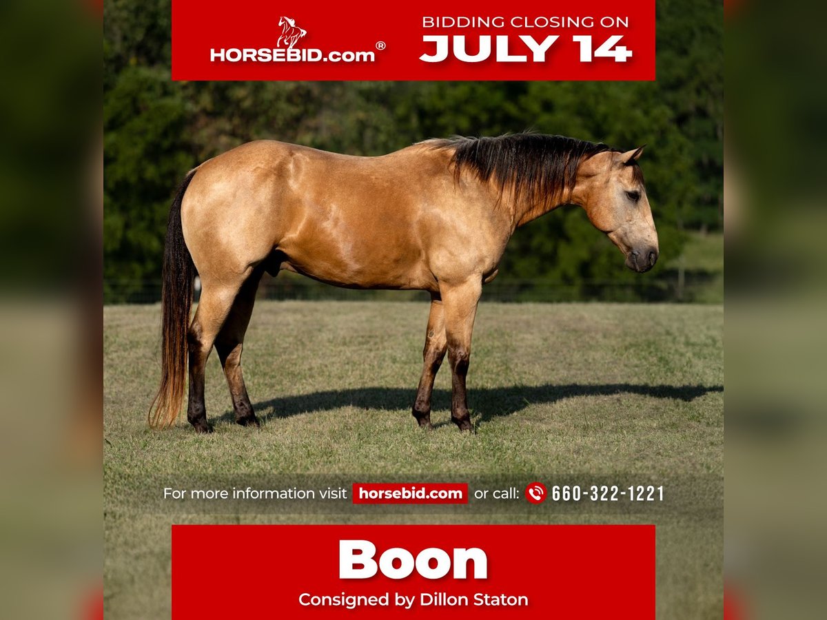 Caballo cuarto de milla Caballo castrado 9 años 152 cm Buckskin/Bayo in Carrollton, MO