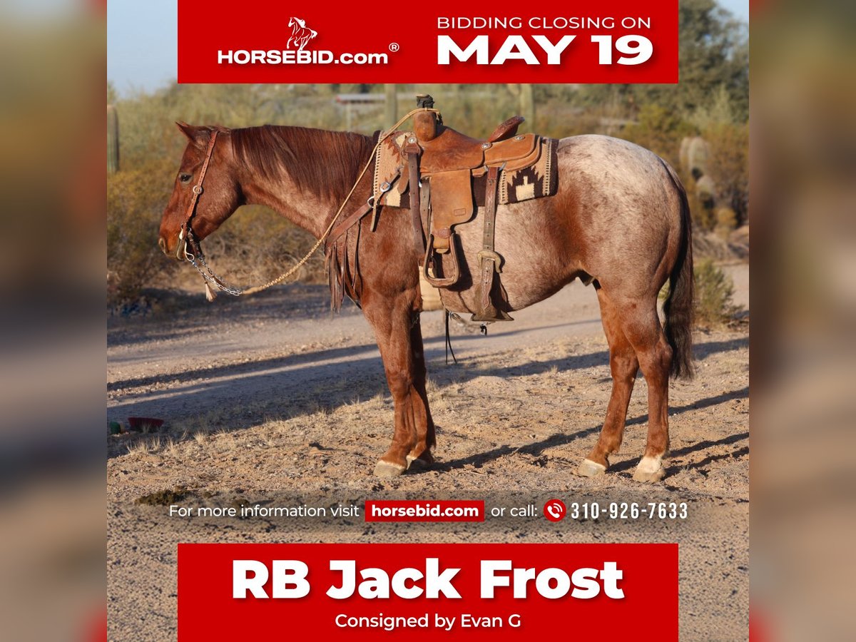 Caballo cuarto de milla Caballo castrado 9 años 155 cm Ruano alazán in Simi Valley, CA