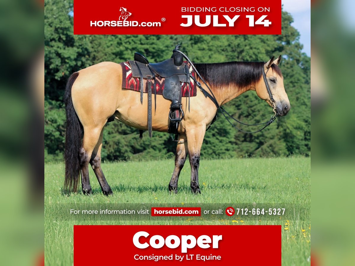 Caballo cuarto de milla Caballo castrado 9 años 160 cm Buckskin/Bayo in Clarion, PA