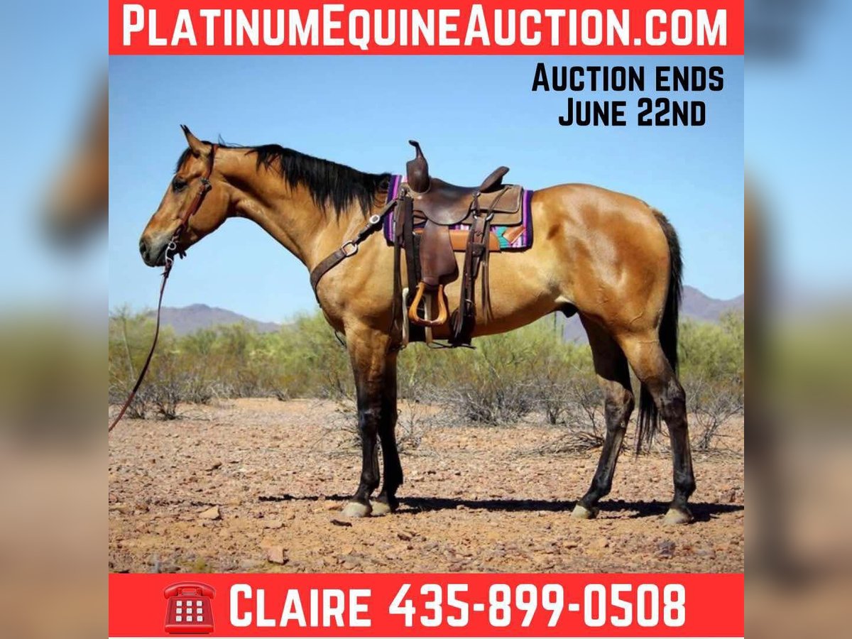 Caballo cuarto de milla Caballo castrado 9 años 163 cm Buckskin/Bayo in Marana AZ