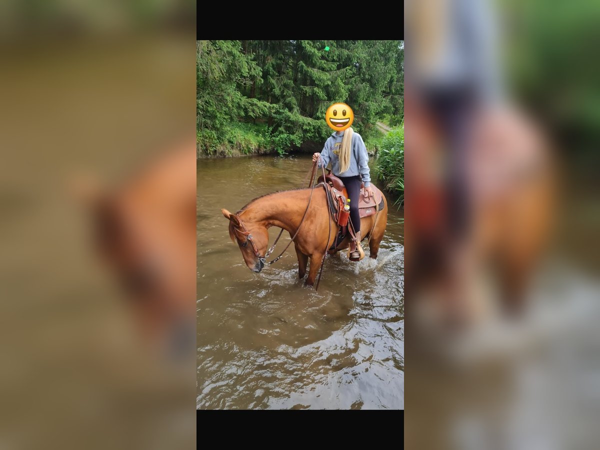 Caballo cuarto de milla Semental 10 años 150 cm Alazán in Bayerbach