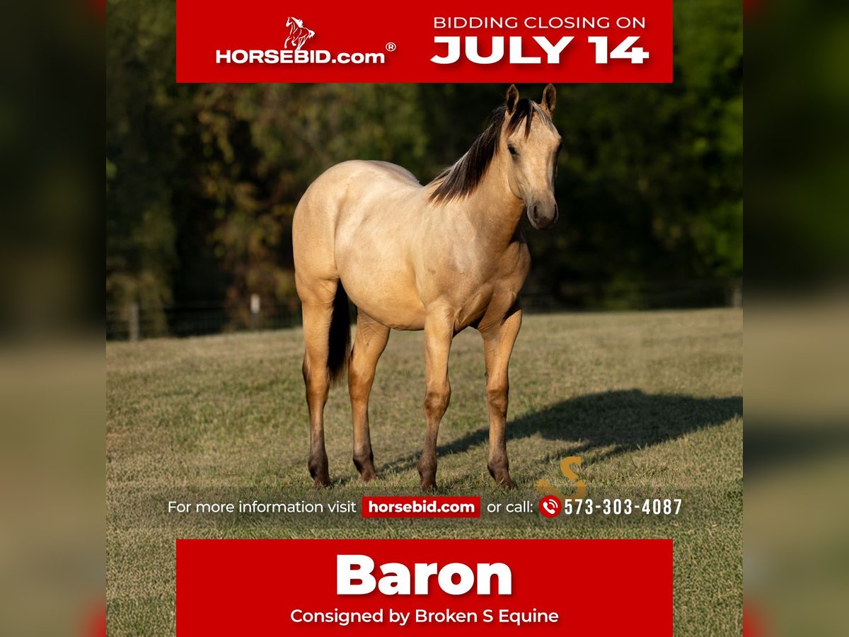 Caballo cuarto de milla Semental 1 año 135 cm Buckskin/Bayo in Bogard, MO