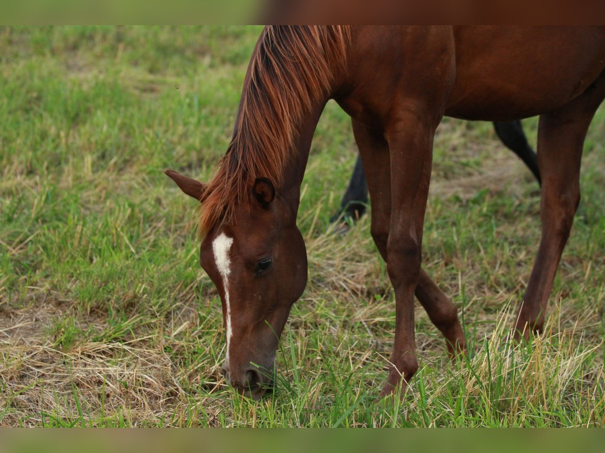 Caballo cuarto de milla Semental 1 año 148 cm Alazán-tostado in Waldshut-Tiengen