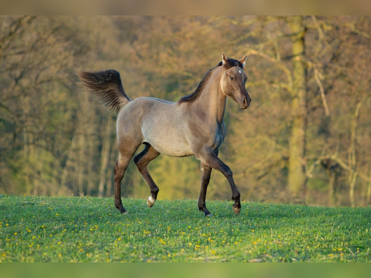 Caballo cuarto de milla Semental 1 año 148 cm Grullo in Kaposvar