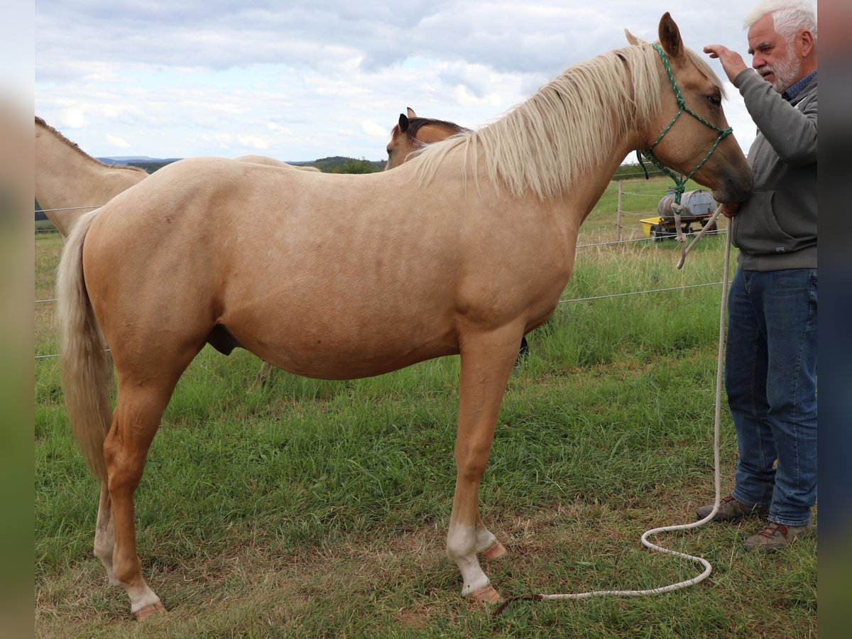 Caballo cuarto de milla Semental 1 año 148 cm Palomino in M&#xFC;glitztal