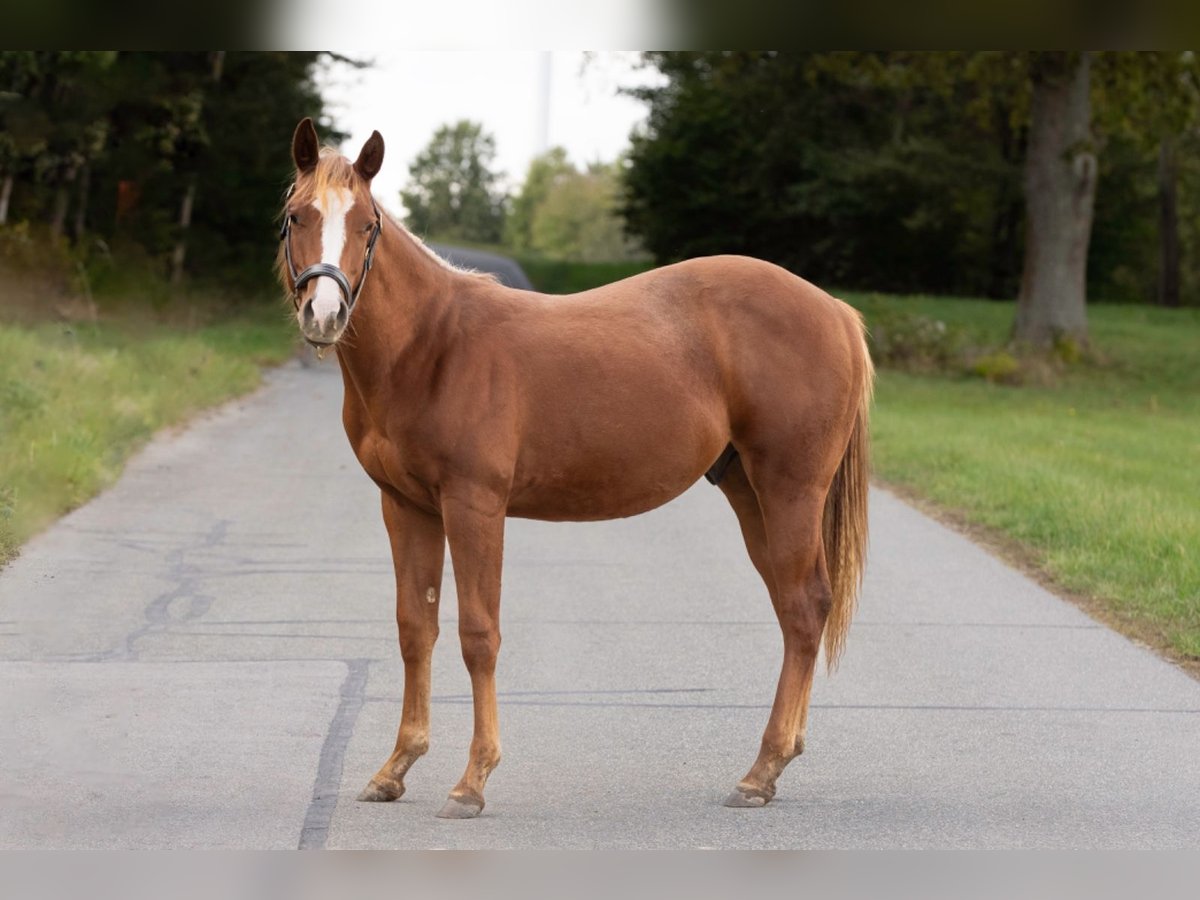 Caballo cuarto de milla Semental 1 año 150 cm Alazán in Irchenrieth