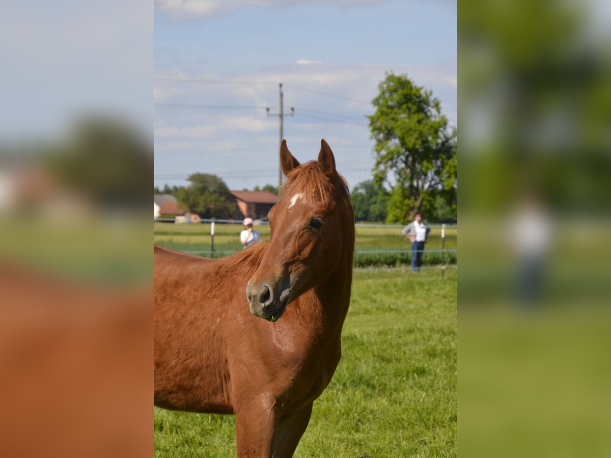 Caballo cuarto de milla Semental 1 año 150 cm Alazán in Weng