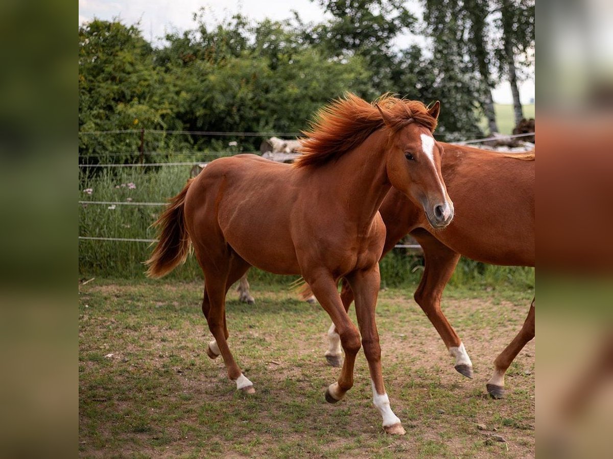 Caballo cuarto de milla Semental 1 año 150 cm Alazán in Zeulenroda