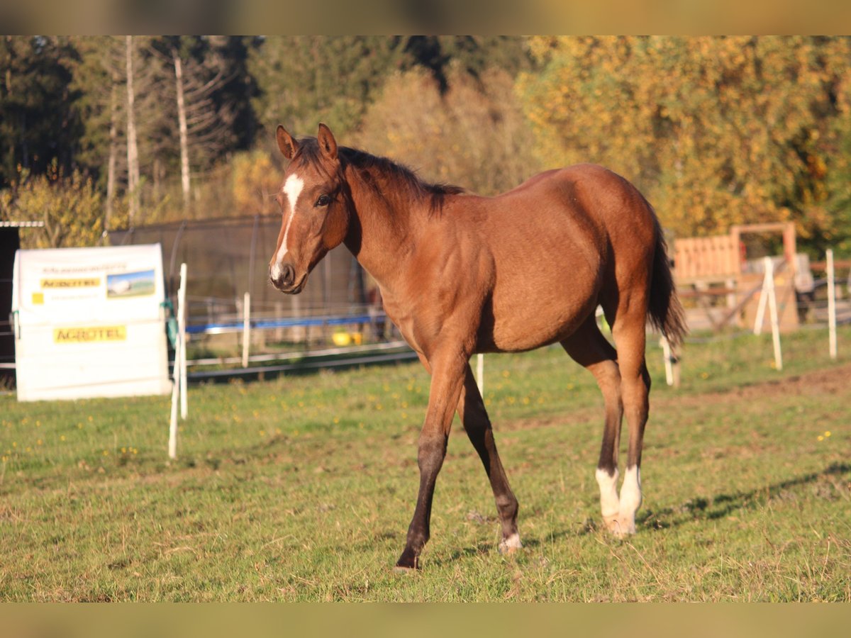 Caballo cuarto de milla Semental 1 año 150 cm Castaño in Neustadt