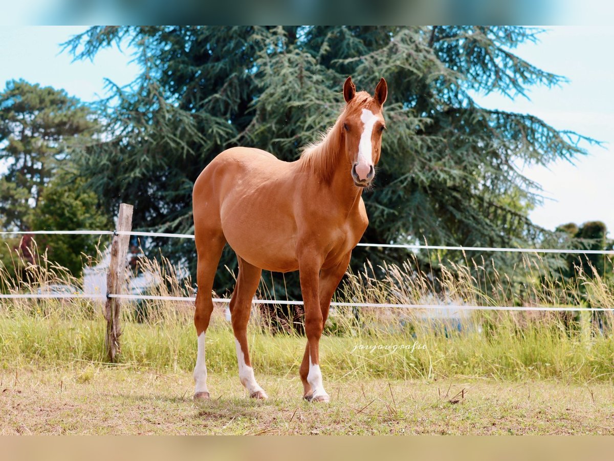 Caballo cuarto de milla Semental 1 año 150 cm in Hennef