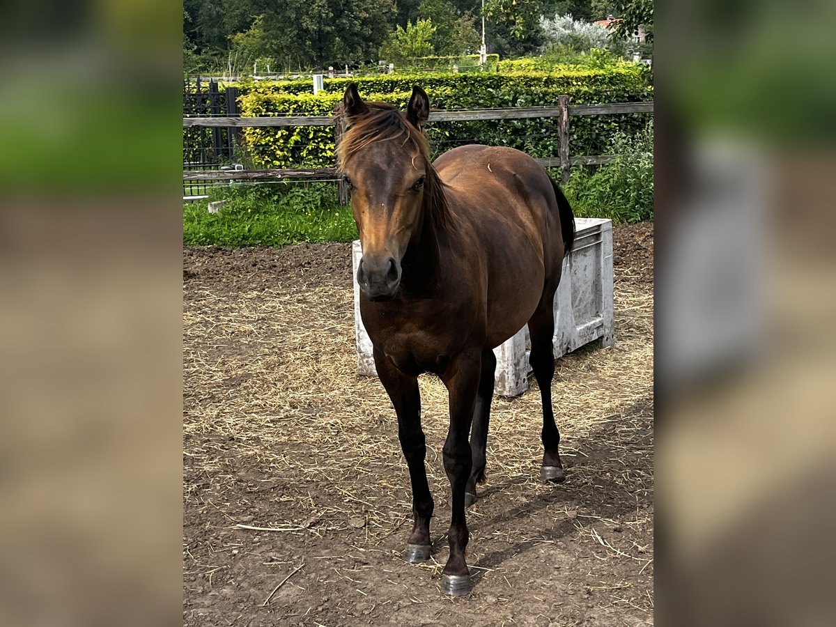 Caballo cuarto de milla Semental 1 año 152 cm Buckskin/Bayo in Leuvenheim