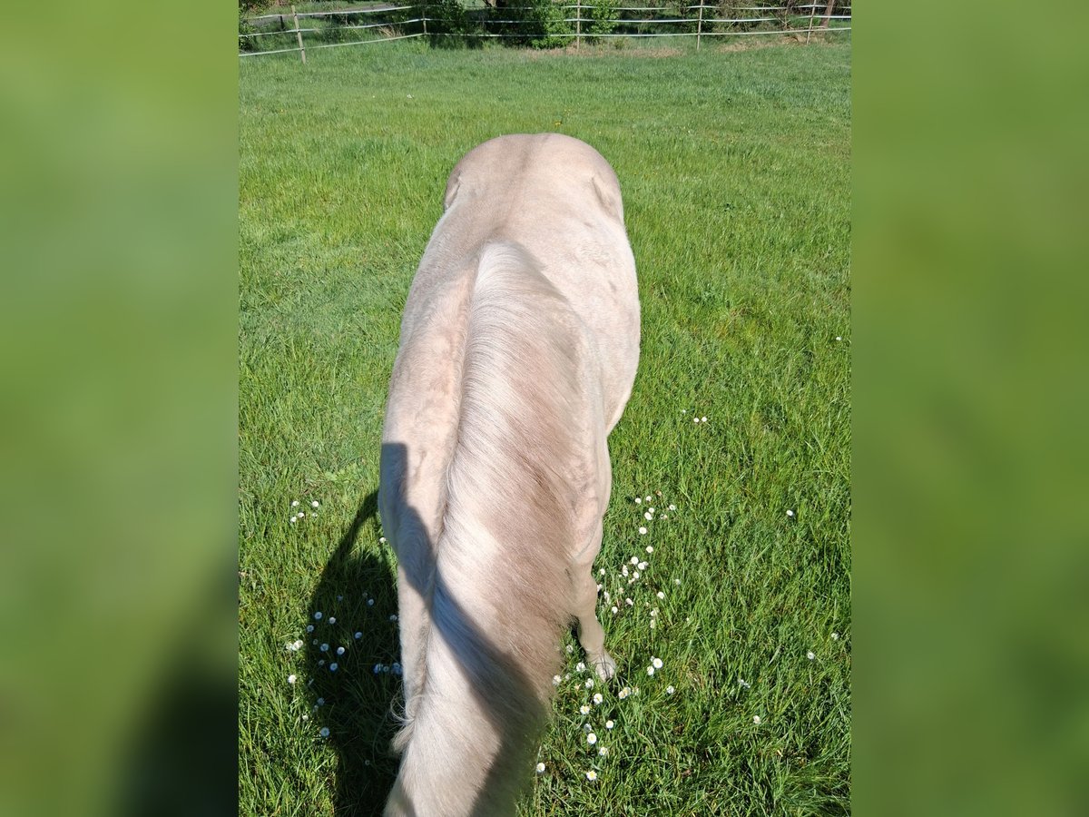 Caballo cuarto de milla Mestizo Semental 1 año 152 cm Champán in Lorup