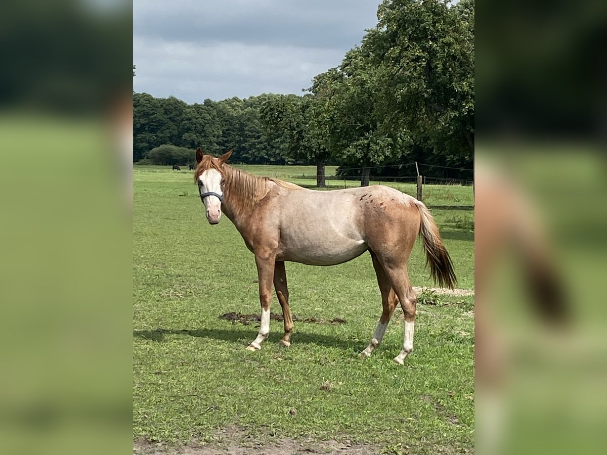 Caballo cuarto de milla Semental 1 año 152 cm Ruano alazán in Kl&#xF6;tze