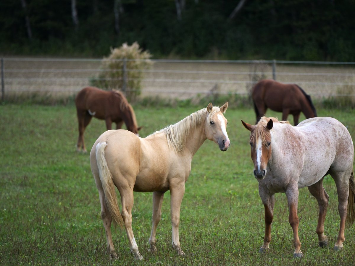 Caballo cuarto de milla Semental 1 año 153 cm Palomino in Fleischwangen