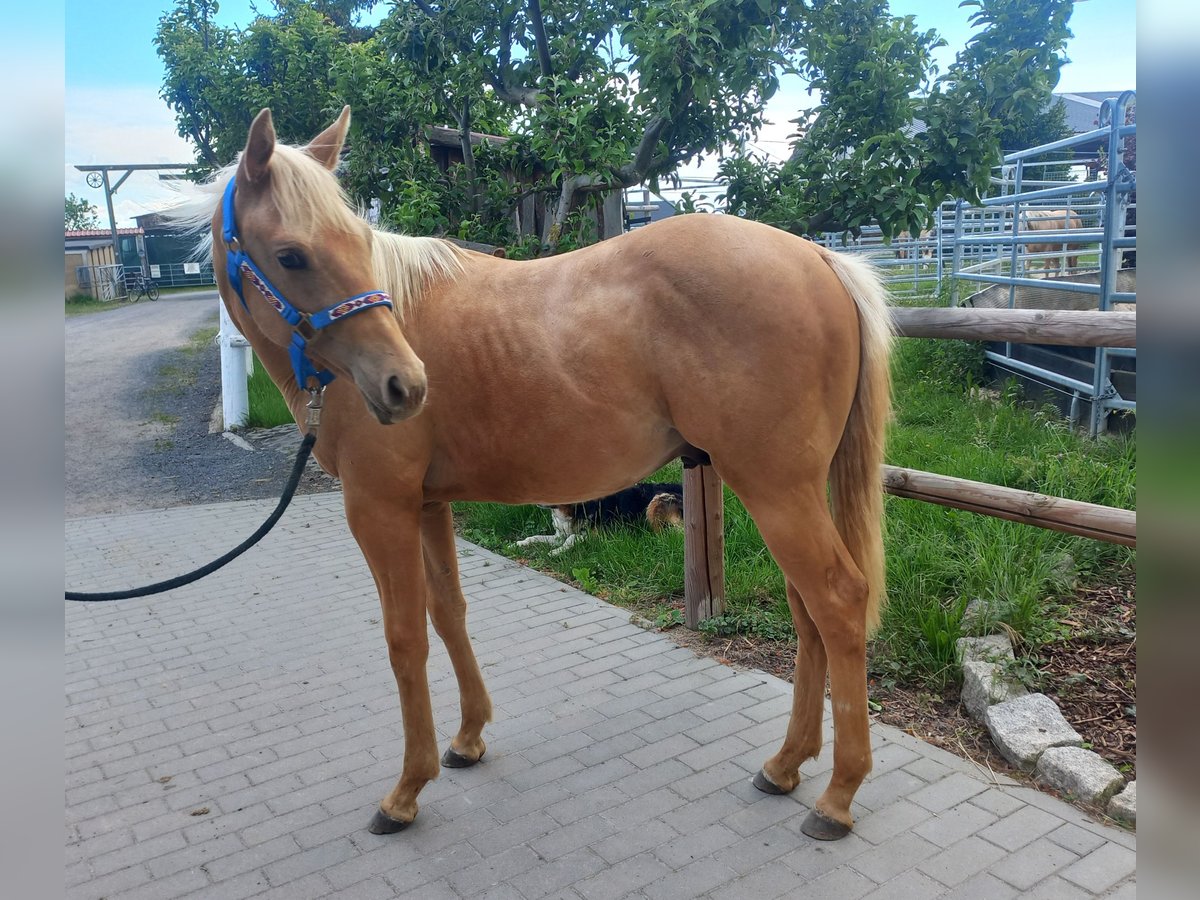 Caballo cuarto de milla Semental 1 año 154 cm Palomino in Harth-Pöllnitz