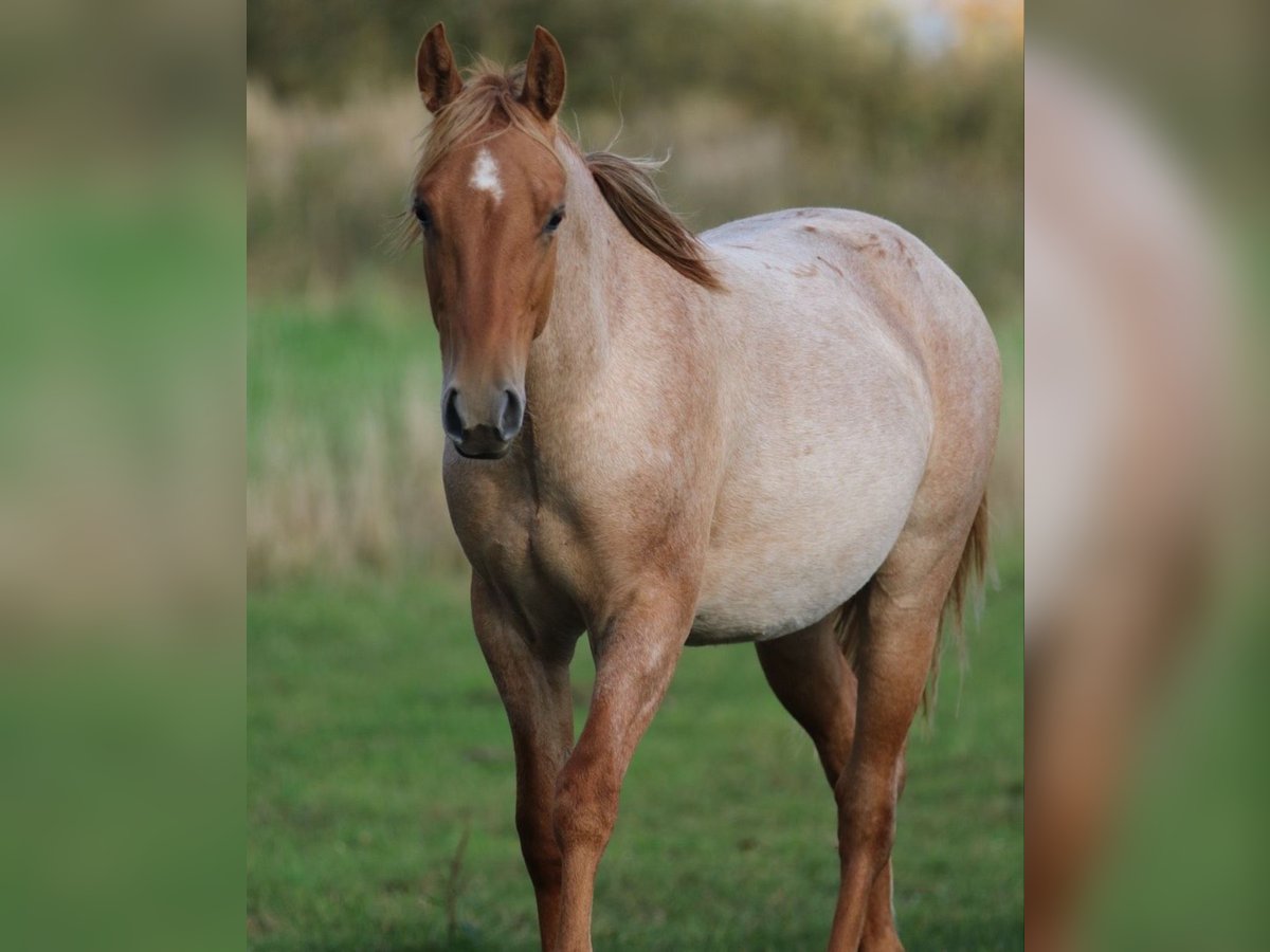 Caballo cuarto de milla Semental 1 año 154 cm Ruano alazán in Rostock