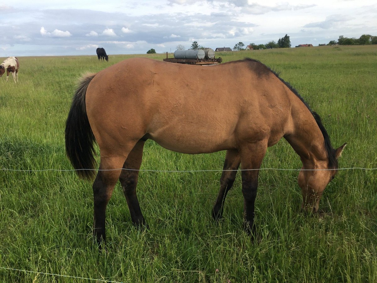 Caballo cuarto de milla Semental 1 año 155 cm Musgo marrón in Petit-R&#xE9;derching