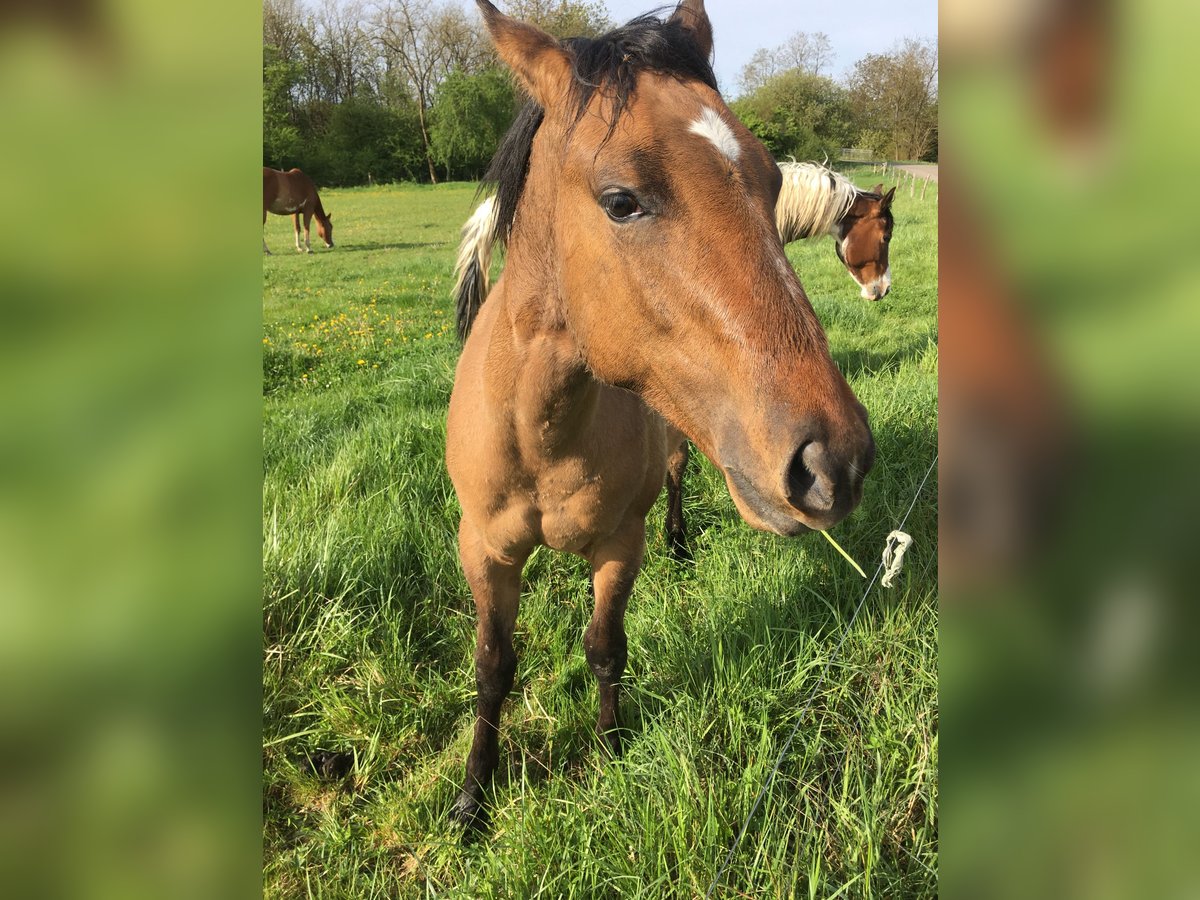 Caballo cuarto de milla Semental 1 año 155 cm Musgo marrón in Petit-Réderching